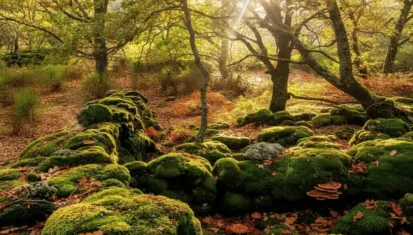 Casas Rurales Acebuche® | Casa Rural con Piscina Natural en el Valle del Ambroz - Turismo Regenerativo en el Valle del Ambroz: Bienestar, Silencio y Naturaleza 🌿
